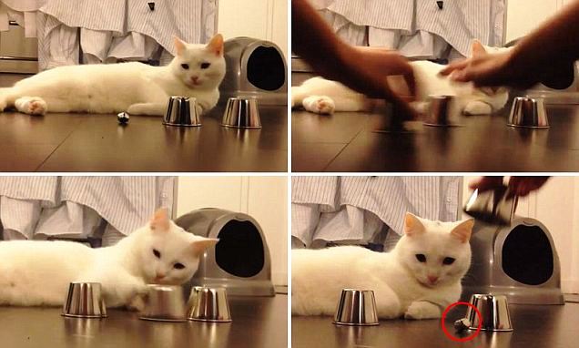 Wanita Mabuk Bunuh Suami karena Lindungi Kucing